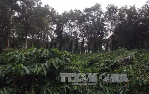 Trồng cây muồng đen làm cây che bóng giúp người dân Đắk Lắk tiết kiệm được lượng nước tưới cho cây cà phê hàng năm. Ảnh: Phạm Cường-TTXVN
