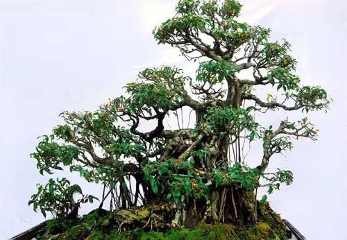 Cây sanh có thế long giáng (rồng hạ xuống) - hơn 100 năm tuổi, trị giá hàng trăm triệu đồng của bà Hà tại Tịnh Gia Viên