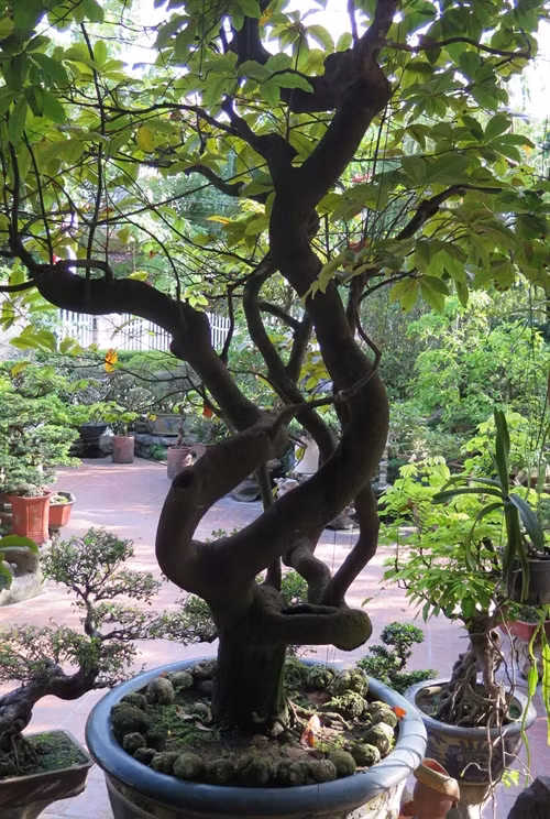 Cây mai có thế "long giáng", chừng 150 năm tuổi của bà Hà tại Tịnh Gia Viên, Huế.