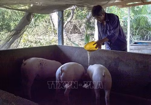 Ông Danh Hóa chăm sóc đàn lợn. Ảnh: Hồng Đạt - TTXVN