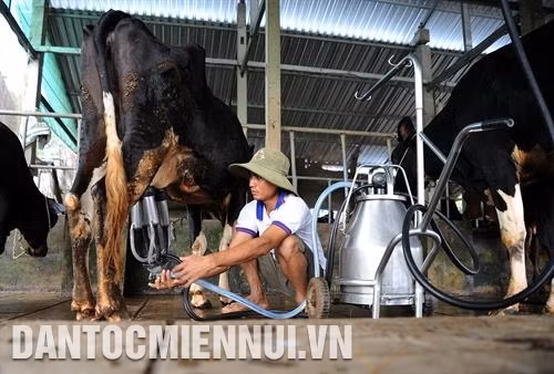 Đàn bò sữa của gia đình ông Thạch Minh Dương ở ấp Tâm Lộc, xã Đại Tâm, huyện Mỹ Xuyên (Sóc Trăng) cho thu nhập khoảng 160 triệu/năm. Ảnh: Phúc Thanh