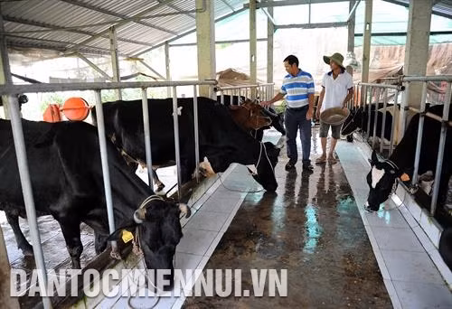 Mô hình nuôi bò sữa theo Chương trình Heifer. Ảnh: Phúc Thanh Cán bộ dự án Heifer xã Đại Tâm, huyện Mỹ Xuyên (Sóc Trăng) kiểm tra chất lượng đàn bò sữa của các hộ chăn nuôi. Ảnh: Phúc Thanh