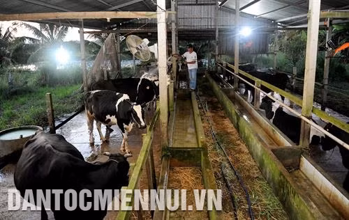 Đàn bò sữa của tỉnh Sóc Trăng cho sản lượng sữa bình quân 28 tấn/ngày. Ảnh: Phúc Thanh
