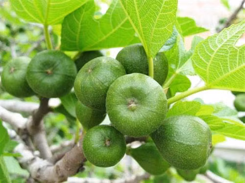Các món ăn chế biến từ trái vả - đặc sản ẩm thực đất Cố đô ảnh 1