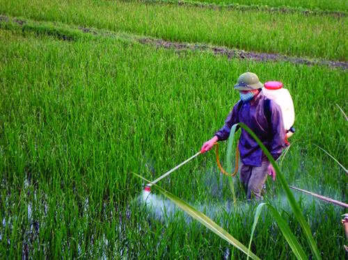 Việc tồn dư thuốc bảo vệ thực vật ngày một nhiều. Ảnh: mtnt.hoinongdan.org.vn