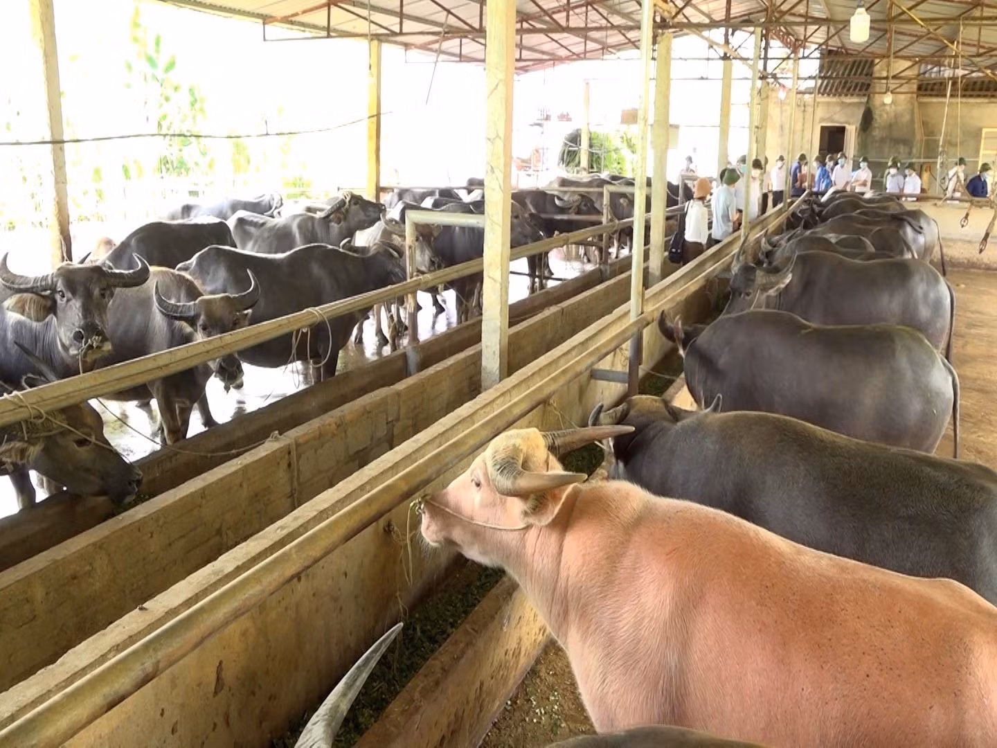 Cơ hội mới từ chăn nuôi đại gia súc ảnh 3