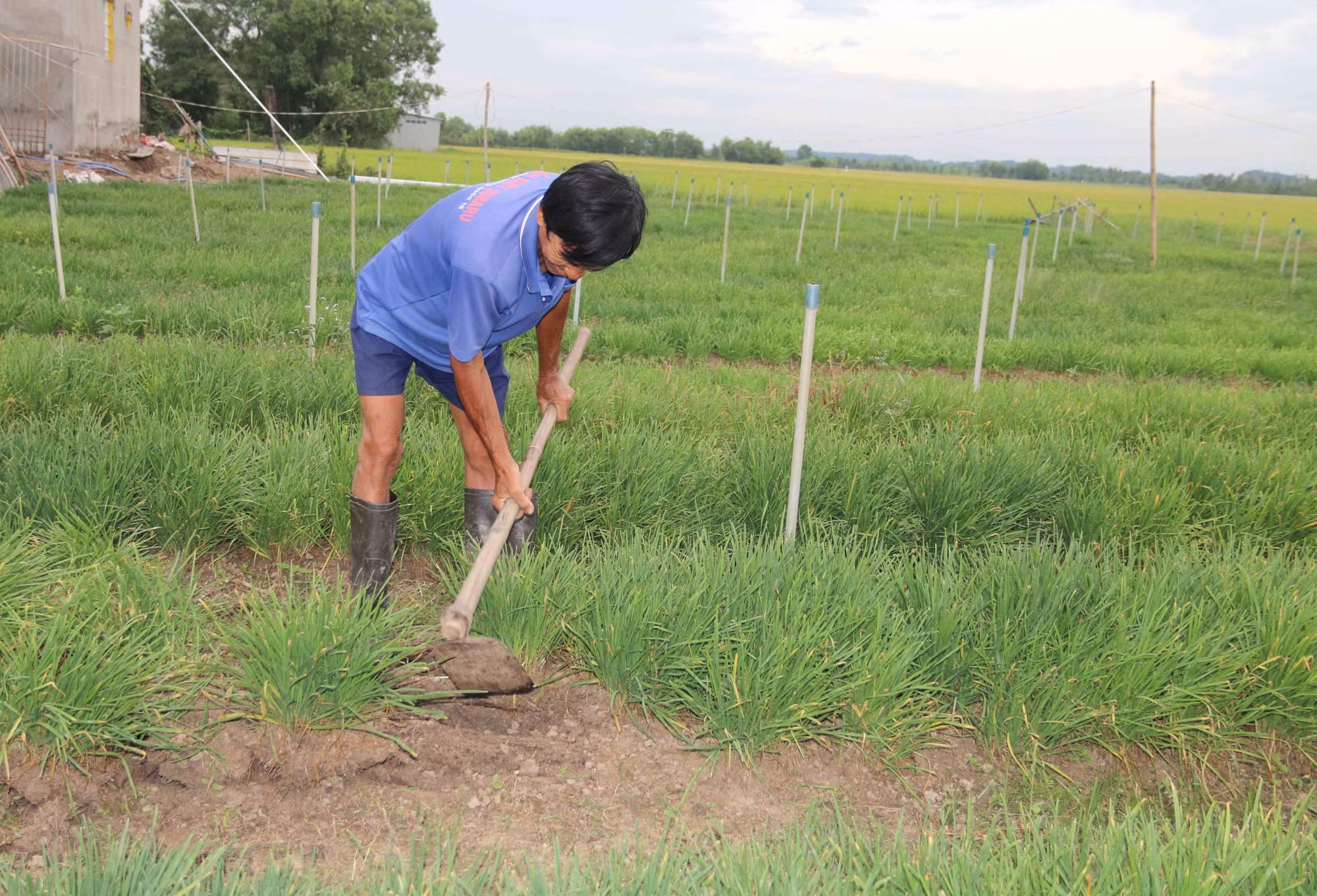 Trà Vinh chuyển đổi đất trồng mía sang cây trồng khác cho lợi cao ảnh 1
