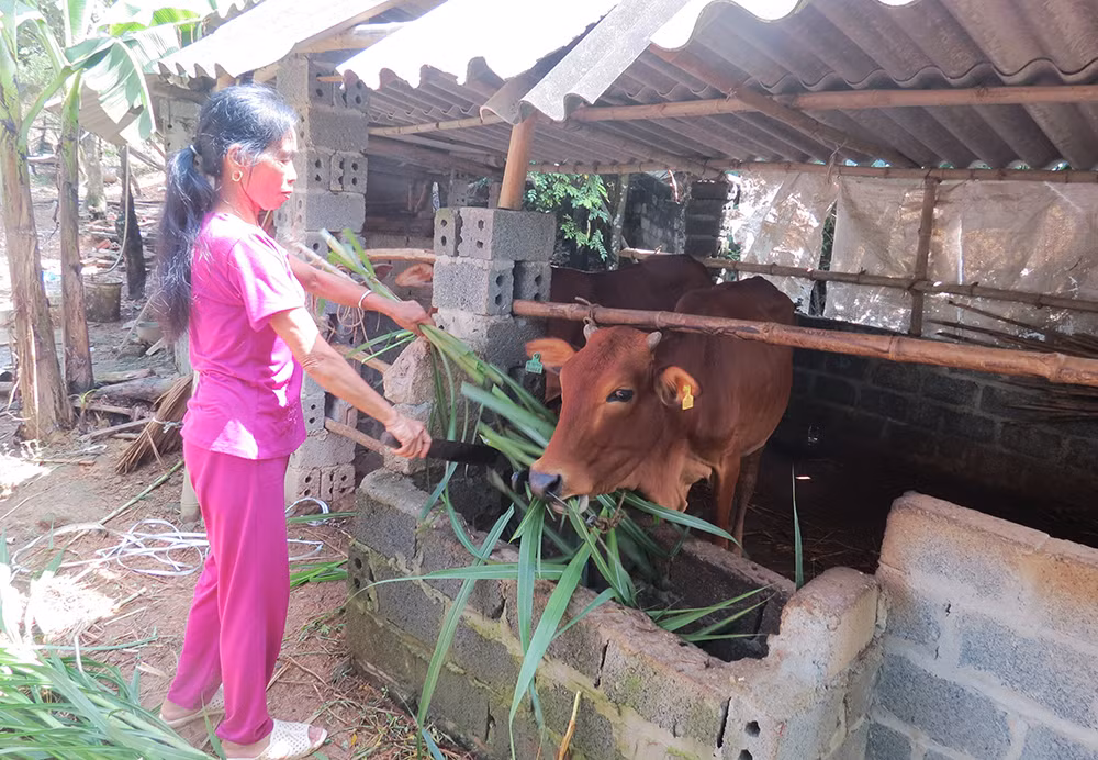 Giảm nghèo bền vững vùng đồng bào dân tộc thiểu số ở Phú Thọ ảnh 3