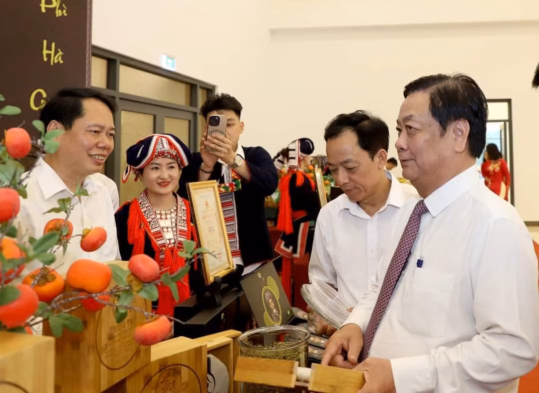 Hà Giang chú trọng quản lý và phát triển chỉ dẫn địa lý “Hà Giang” cho các sản phẩm chè Shan Tuyết ảnh 4