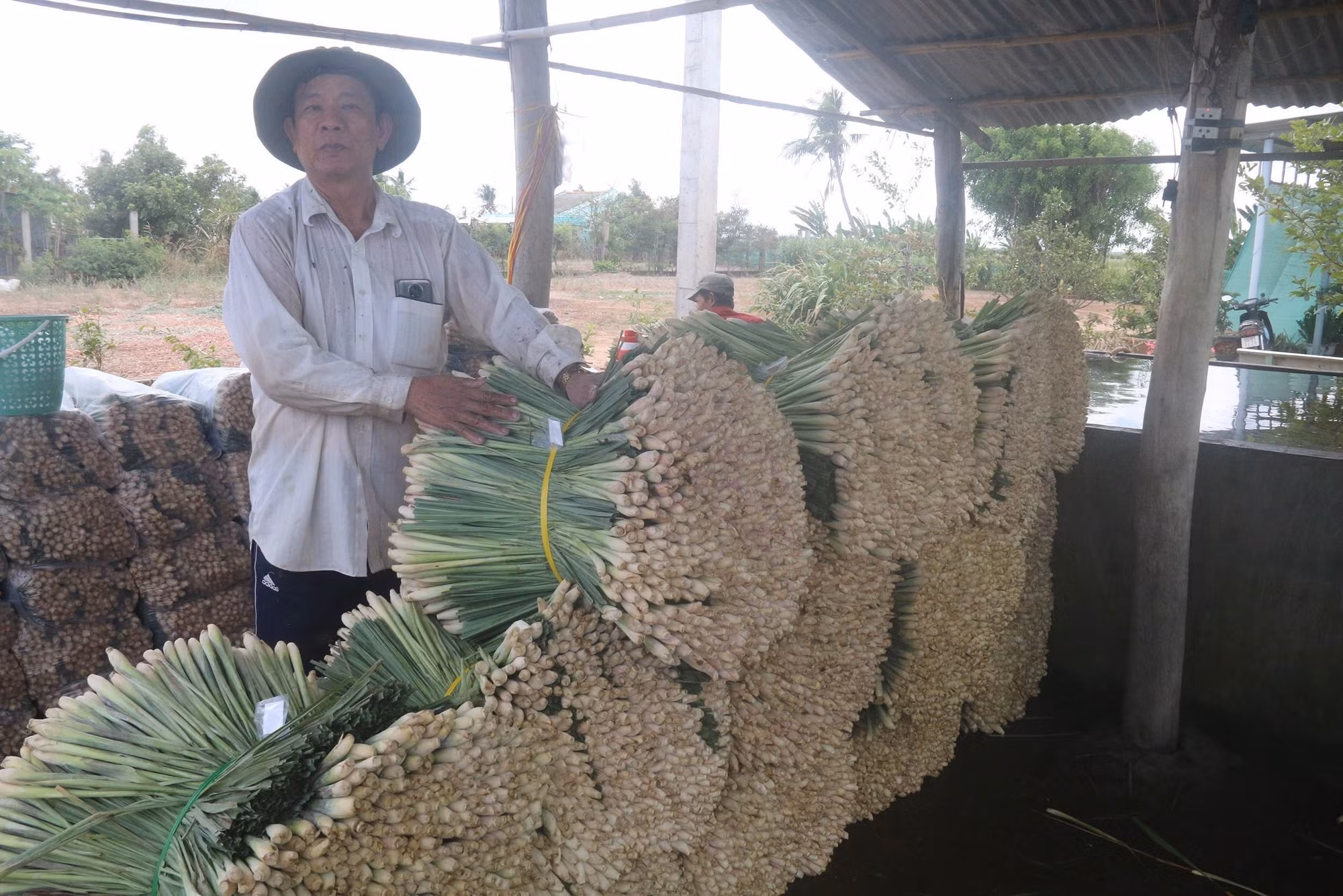 Nông dân ở Tiền Giang chuyển đất lúa một vụ nhiễm mặn sang chuyên canh sả cho hiệu quả cao ảnh 2 Nông dân ở Tiền Giang chuyển đất lúa một vụ nhiễm mặn sang chuyên canh sả cho hiệu quả cao ảnh 2