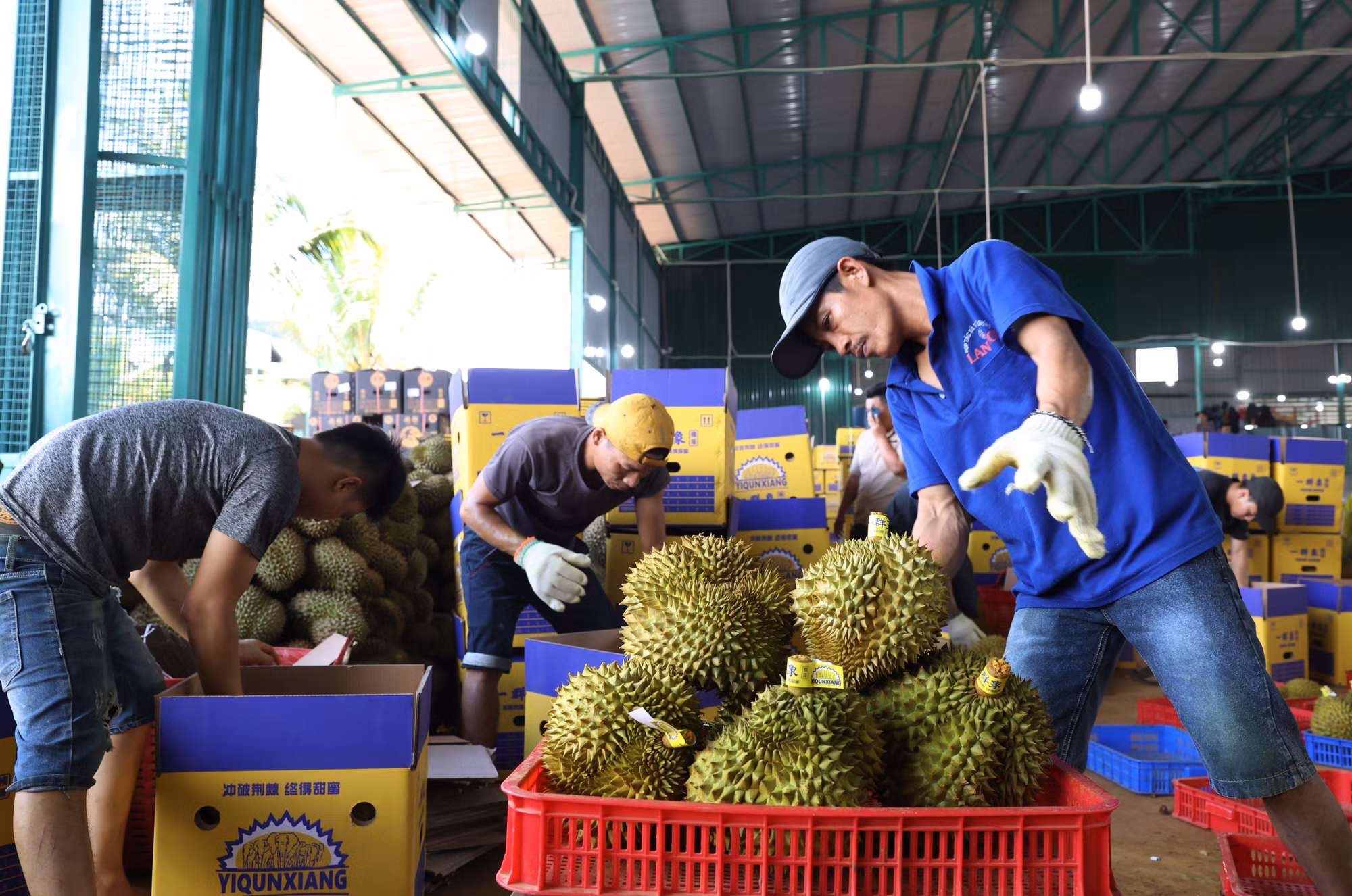 Sầu riêng được mùa, được giá, mang lại hiệu quả cao ở Đắk Lắk ảnh 6