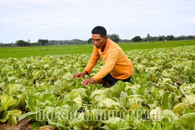Sóc Trăng nỗ lực giảm nhanh hộ nghèo ở vùng đồng bào Khmer ảnh 2