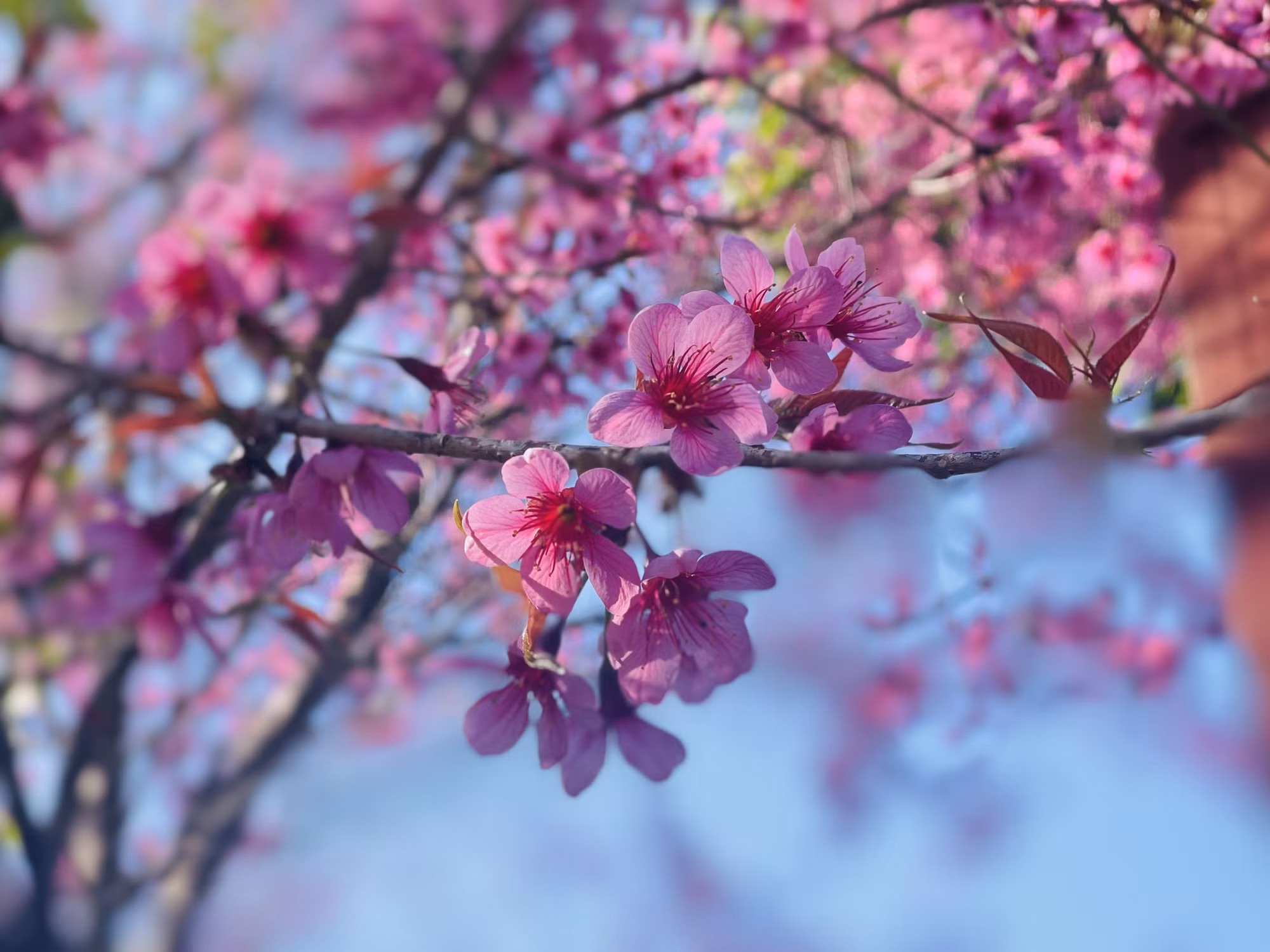 Hoa Tớ dày “say” lòng du khách ảnh 6