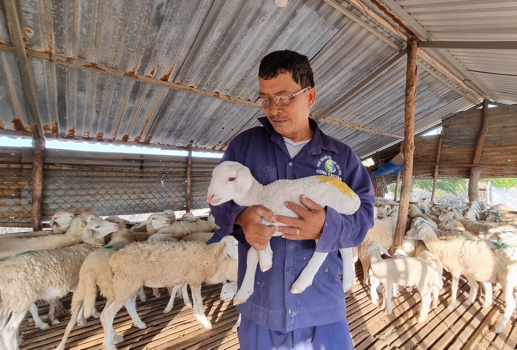 Tăng hiệu quả kinh tế từ mô hình chăn nuôi cừu ảnh 3