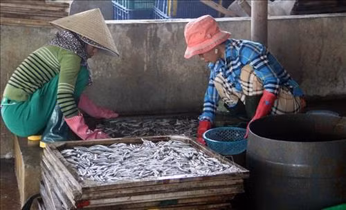 Rửa sạch cá và cho vào khay trước khi đưa vào lò hấp chín. Ảnh: Trịnh Bang Nhiệm – TTXVN