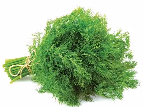 Quý giá cây thì là ảnh 1