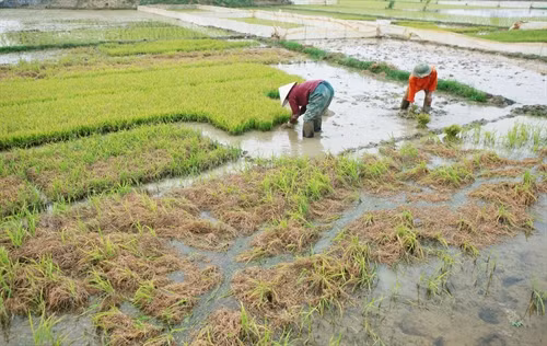 Nhiều gia đình nông dân ở huyện An Lão phải đối mặt với nguy cơ thiếu mạ cho vụ lúa xuân.