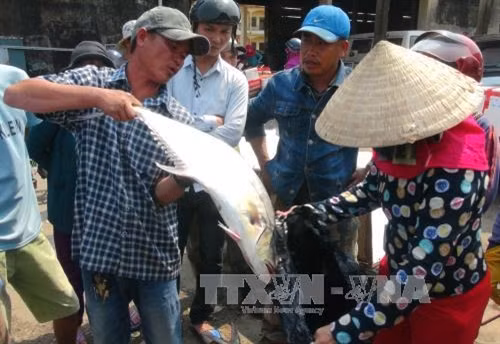 Người dân đến mua cá bè quỵt. Ảnh: Trịnh Bang Nhiệm-TTXVN