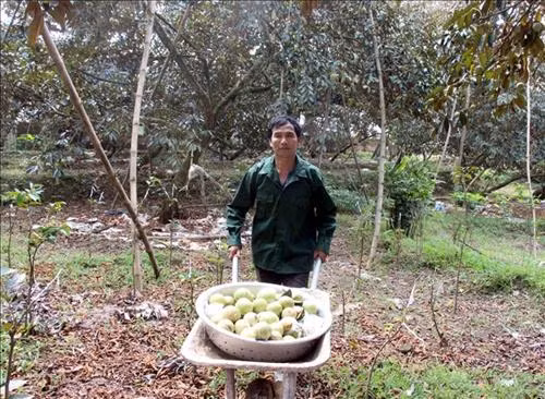 Ông Nguyễn Văn Cường, thôn Cửa Sông, xã Hợp Đức (Tân Yên, Bắc Giang) thu hoạch vú sữa. Ảnh: Đồng Thúy – TTXVN