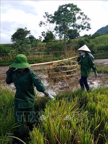 Hà Thị Thinh luôn năng nổ, nhiệt tình trong các hoạt động, phong trào tình nguyện mùa hè, tiếp sức mùa thi. Ảnh: Diệp Anh – TTXVN