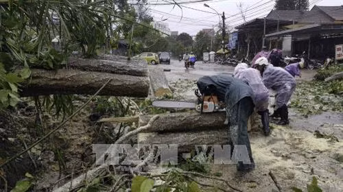 Lực lượng chức năng đang xử lý cây bị gãy đổ trên các tuyến đường của nội đô thành phố Đà Lạt. Anh Tuấn- TTXVN