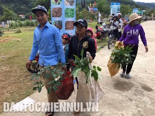 Đồng bào huyện Nam Trà My nô nức mang sâm Ngọc Linh đến bán tại Lễ hội. Ảnh: Đỗ Trưởng Lễ hội sâm Ngọc Linh lần thứ 3 - 2019 thu hút trên 2.500 lượt khách đến tham quan, mua sắm với doanh thu hơn 10,5 tỷ đồng, riêng mặt hàng sâm củ bán được khoảng 110 kg. Ảnh: Đỗ Trưởng