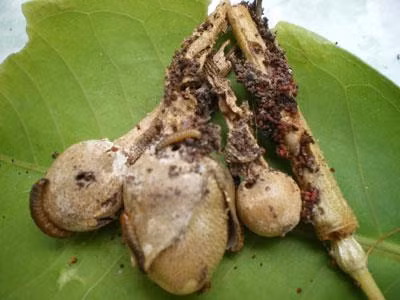 Quả sầu riêng non bị sâu. Ảnh: dost-bentre.gov.vn
