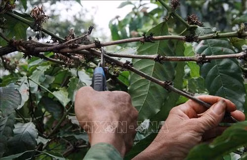 Dùng kéo sắt cắt cành khô, cành vô hiệu sát gốc, nhánh chính khoảng 3-4cm. Ảnh: Phạm Cường-TTXVN