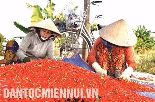 Theo khảo sát của Sở Nông nghiệp và Phát triển nông thôn tỉnh Tiền Giang, ớt là một trong những cây trồng chủ lực trên địa bàn ven biển Gò Công, cho nông dân nguồn thu nhập cao gấp đôi trồng lúa. Ảnh: Minh Trí