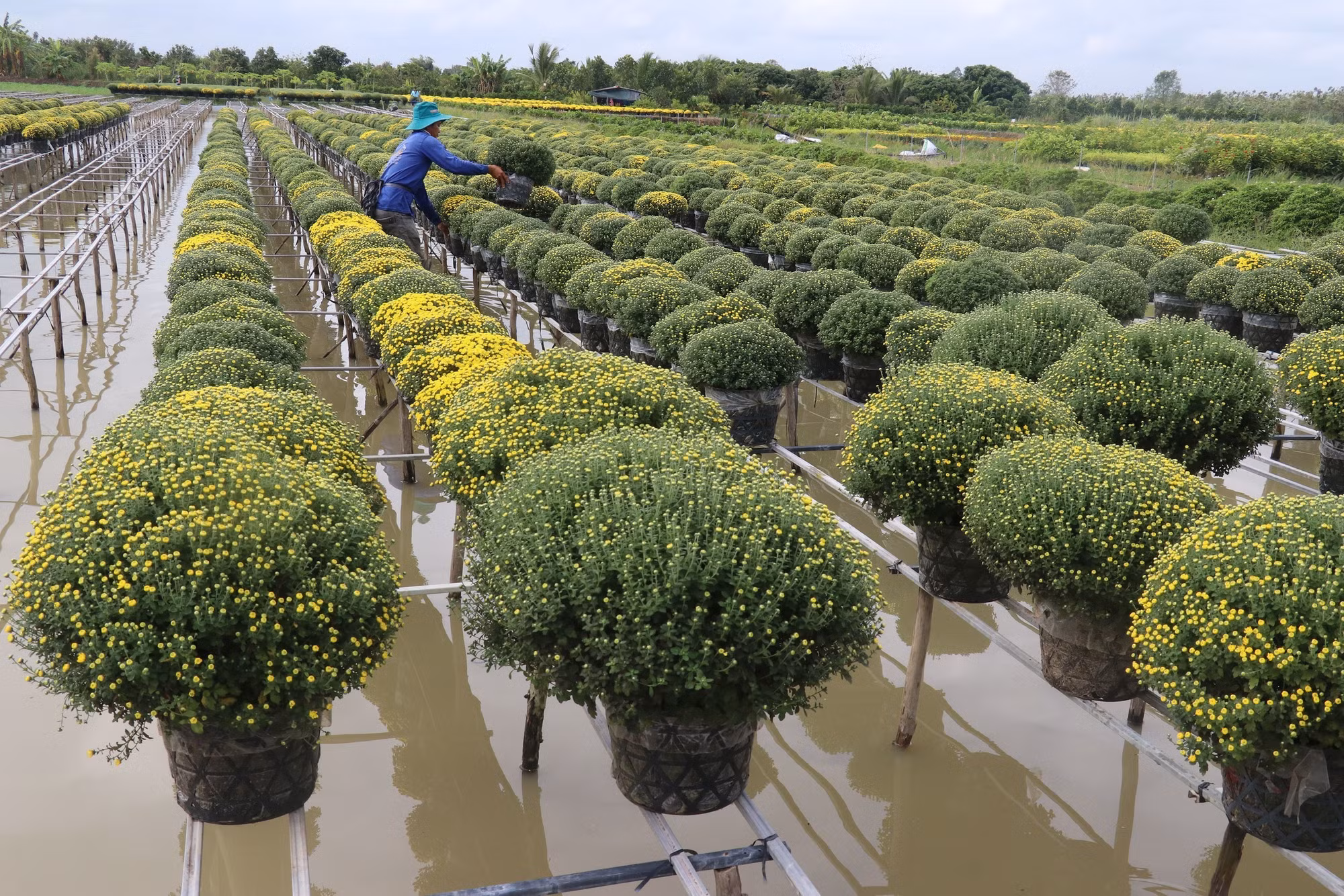 Đồng Tháp xuống giống hơn 100 ha hoa, kiểng phục vụ Tết ảnh 1