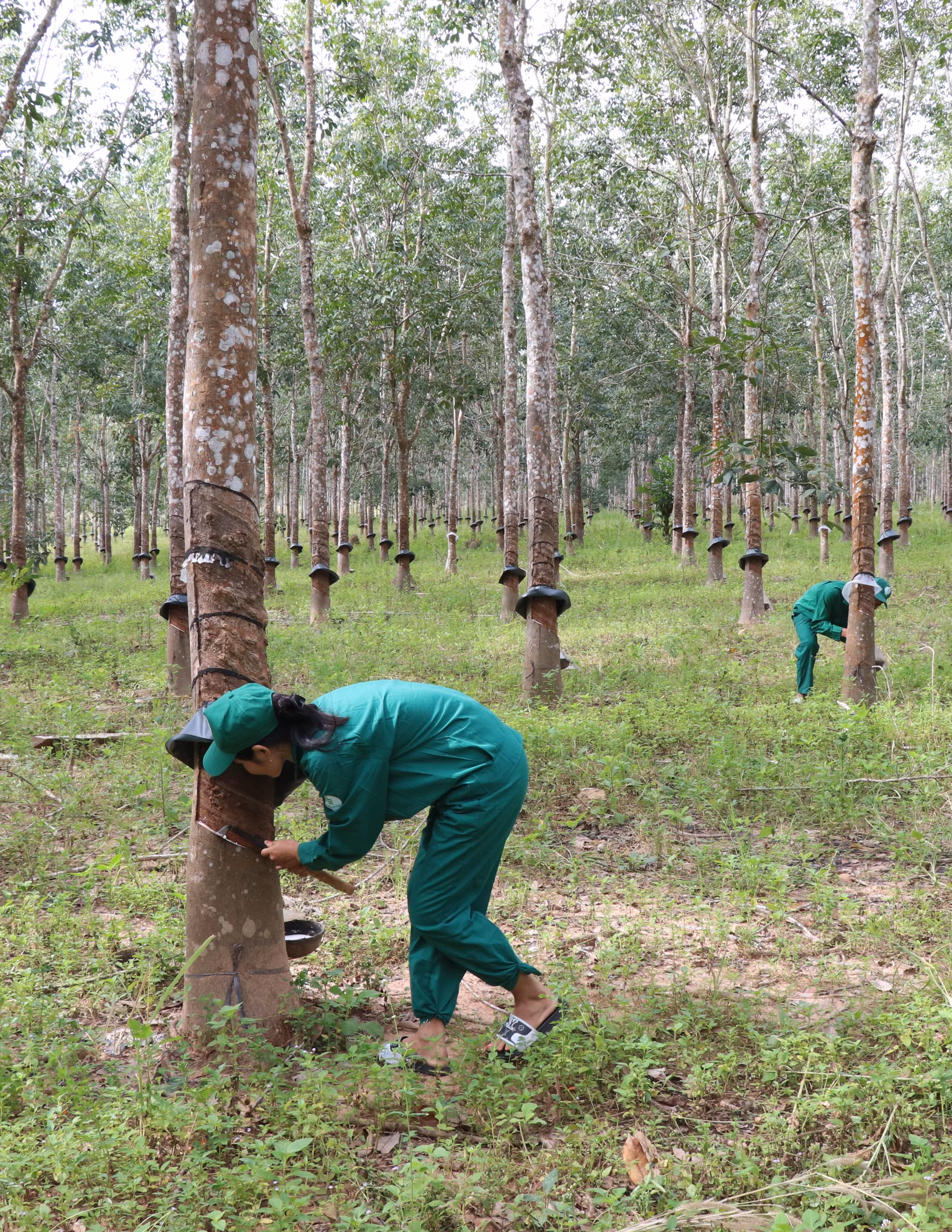 Xuân về vùng biên Chư Prông ảnh 6