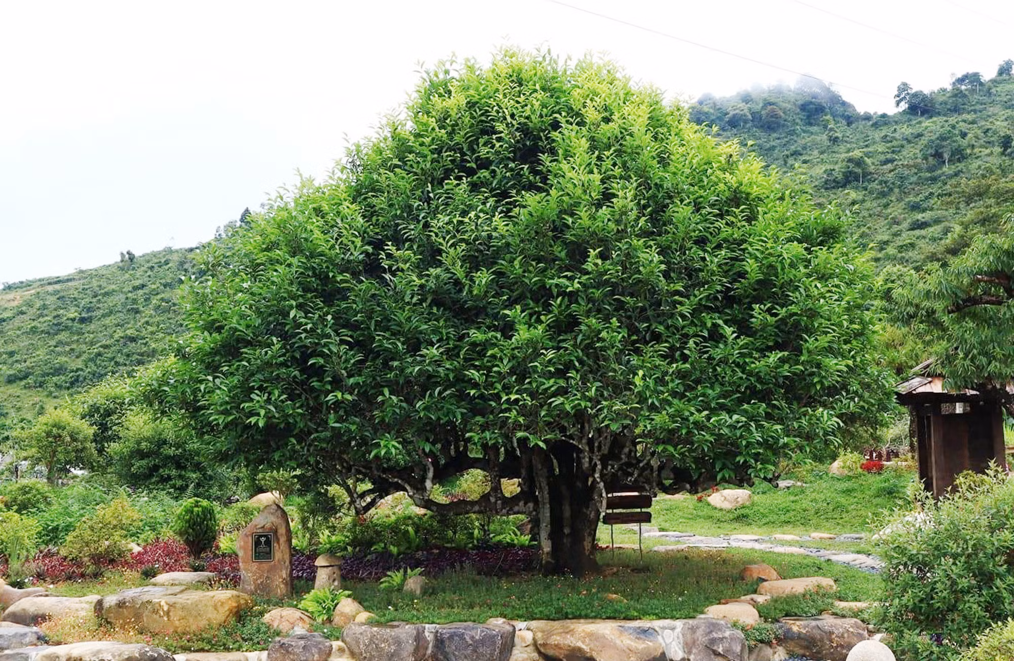 Huyền tích những cây chè cổ thụ trên đỉnh Suối Giàng ảnh 4
