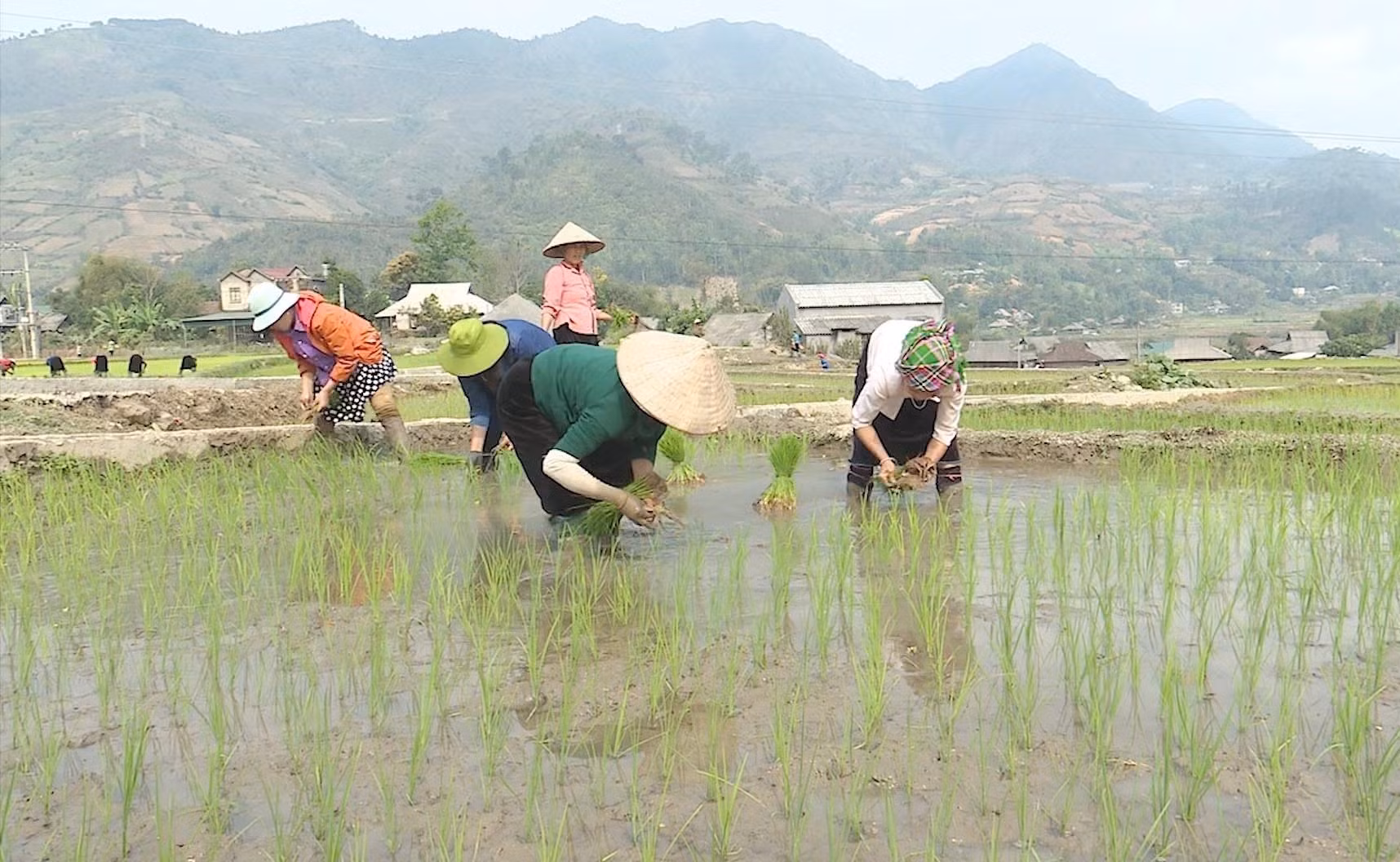 Lai Châu chủ động các điều kiện cho gieo cấy vụ mùa ảnh 2