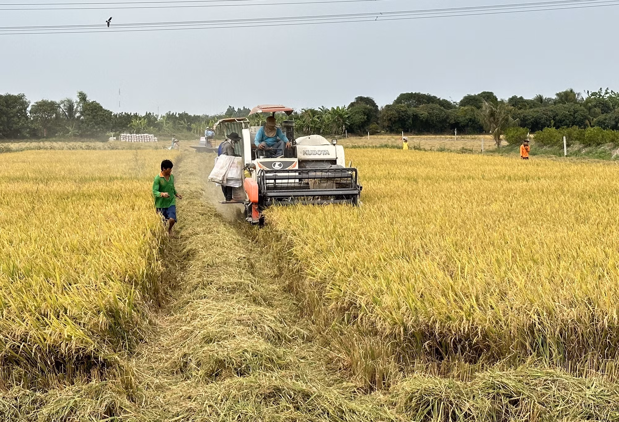 Xuất khẩu gạo trong tình hình mới (Bài 3) ảnh 1