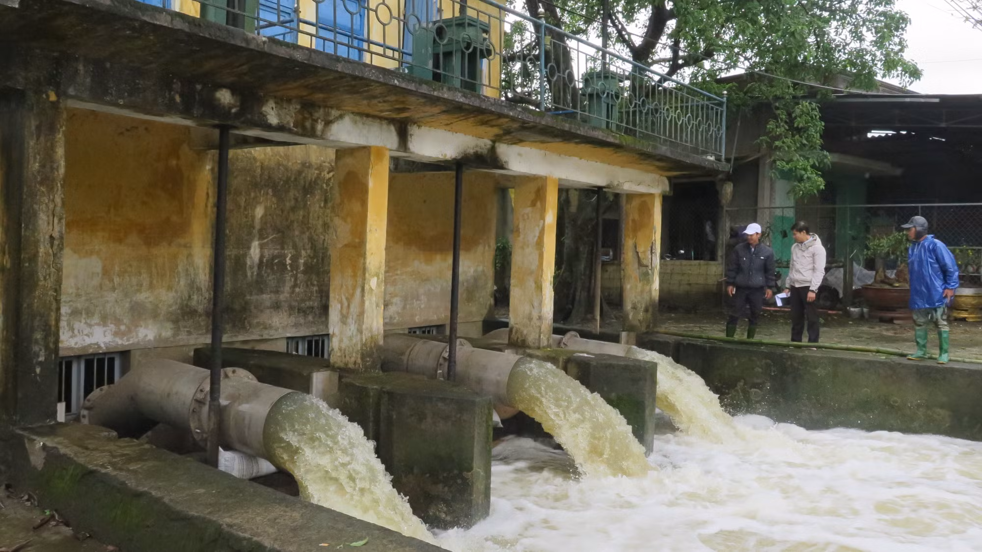 Hơn 4.500 ha lúa Đông Xuân của Thừa Thiên – Huế bị ngập úng do mưa lớn ảnh 3 Hơn 4.500 ha lúa Đông Xuân của Thừa Thiên – Huế bị ngập úng do mưa lớn ảnh 3