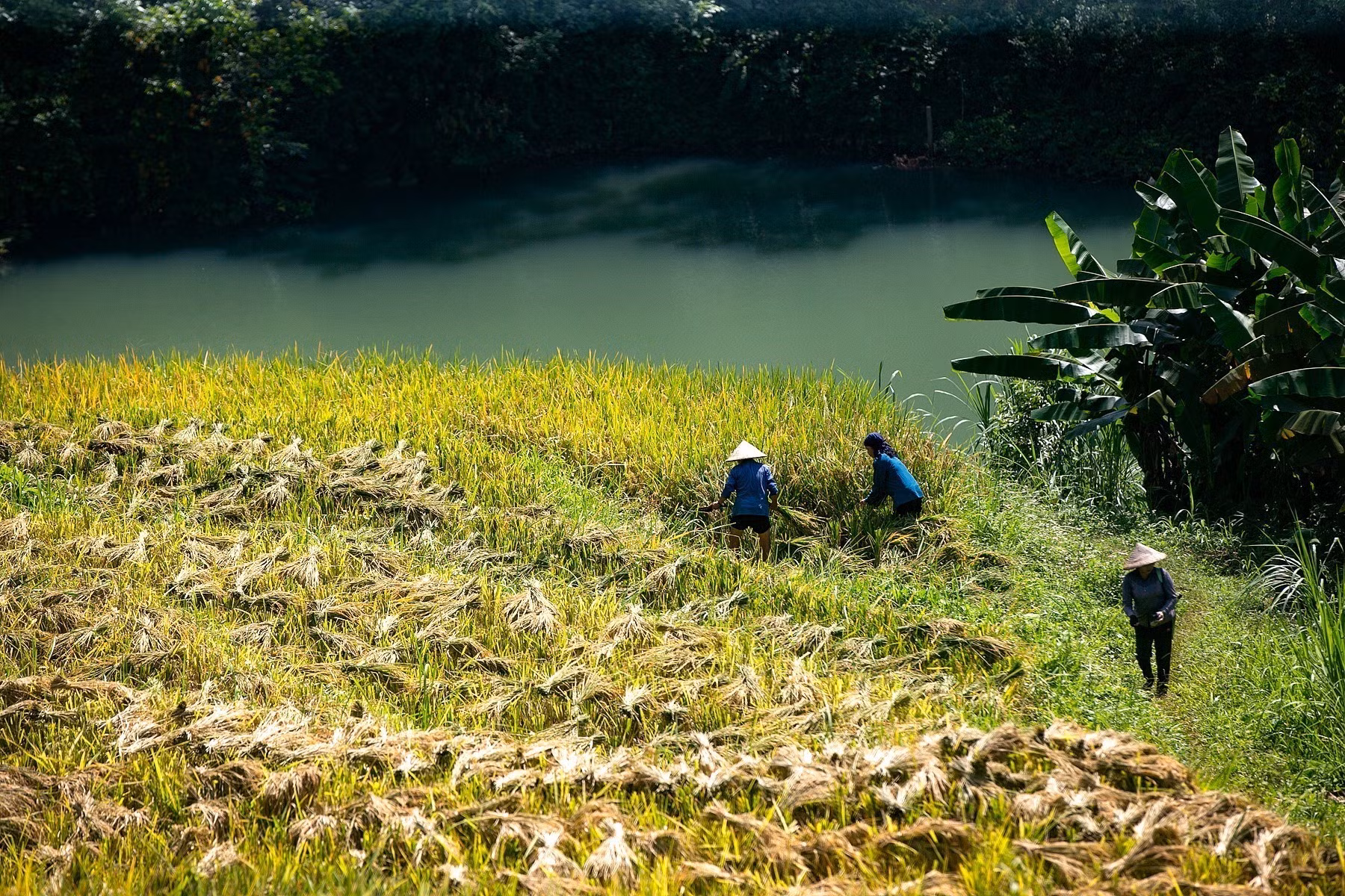 Ruộng bậc thang Miền Đồi - ẩn số chưa khai phá của du lịch Hòa Bình ảnh 6