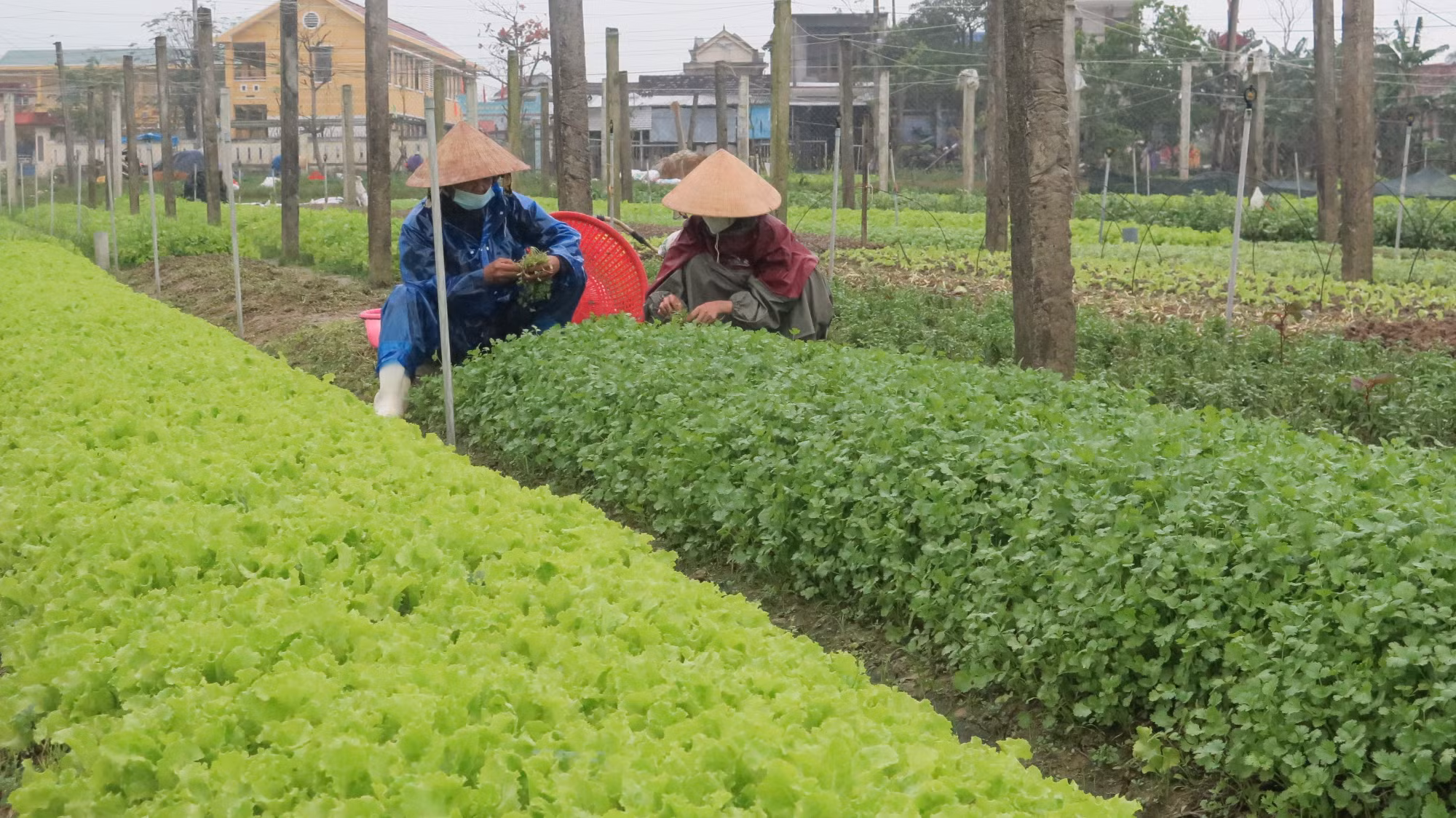 Thu nhập cao nhờ trồng rau an toàn theo tiêu chuẩn VietGAP ảnh 4