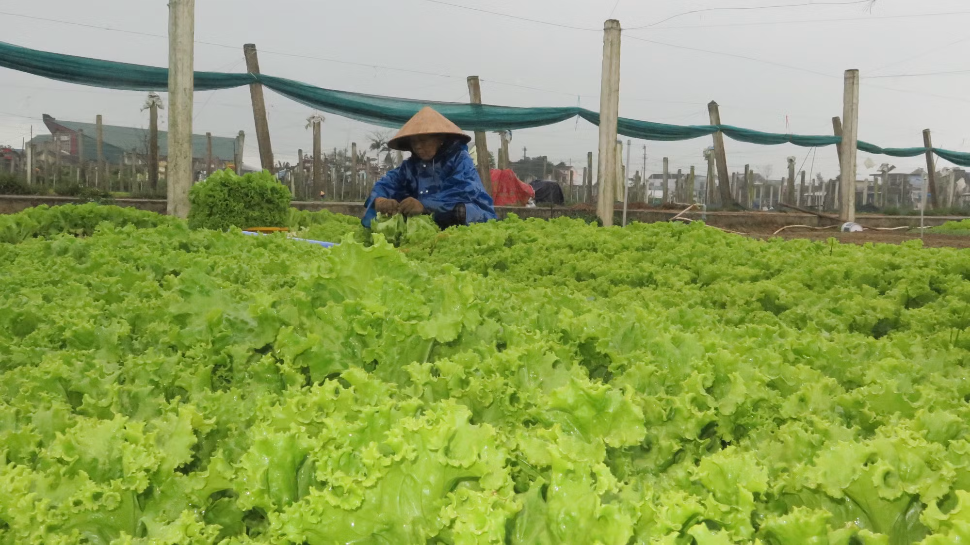 Thu nhập cao nhờ trồng rau an toàn theo tiêu chuẩn VietGAP ảnh 1