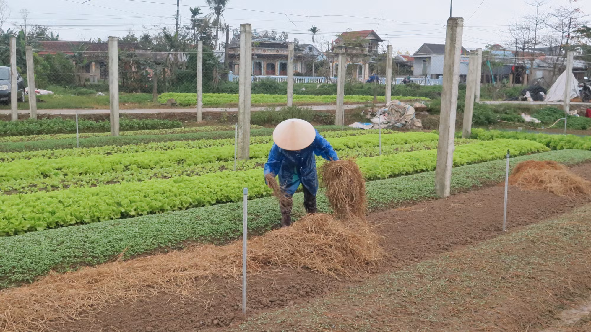 Thu nhập cao nhờ trồng rau an toàn theo tiêu chuẩn VietGAP ảnh 3