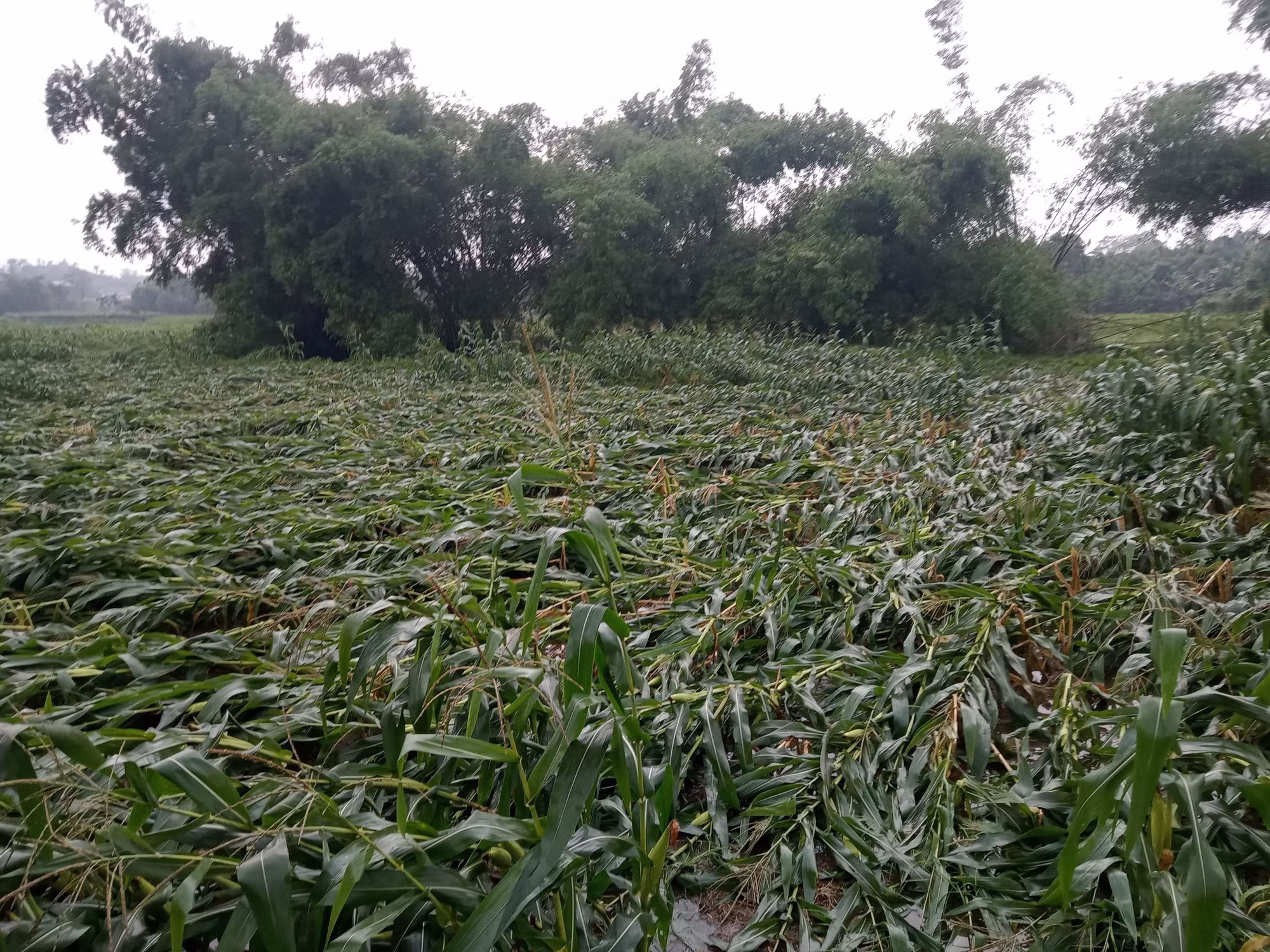 Yên Bái thiệt hại khoảng 11 tỷ đồng do mưa to kèm theo gió lốc ảnh 4 Yên Bái thiệt hại khoảng 11 tỷ đồng do mưa to kèm theo gió lốc ảnh 4