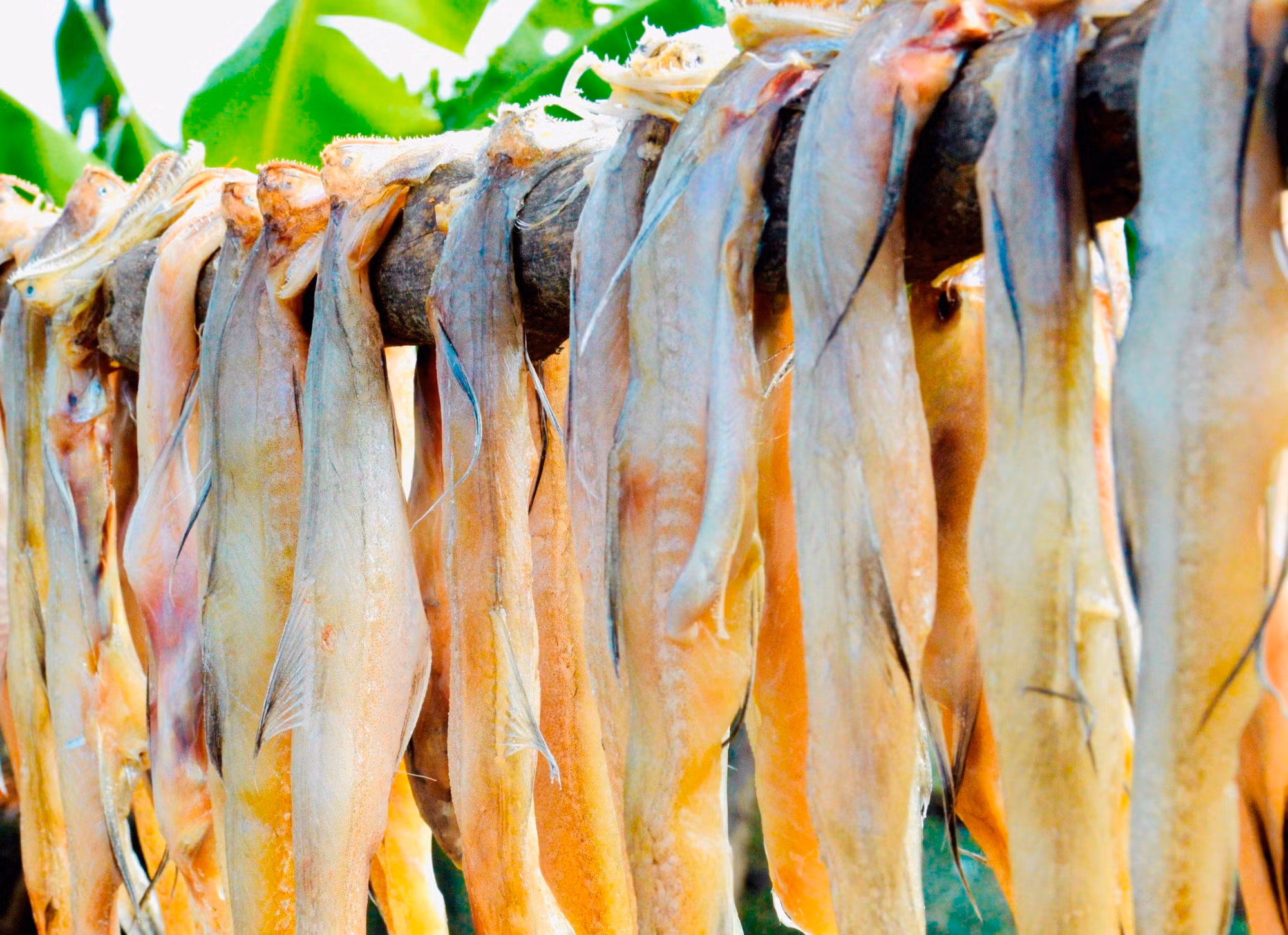 Phú Tân - khát vọng làm giàu từ biển ảnh 4