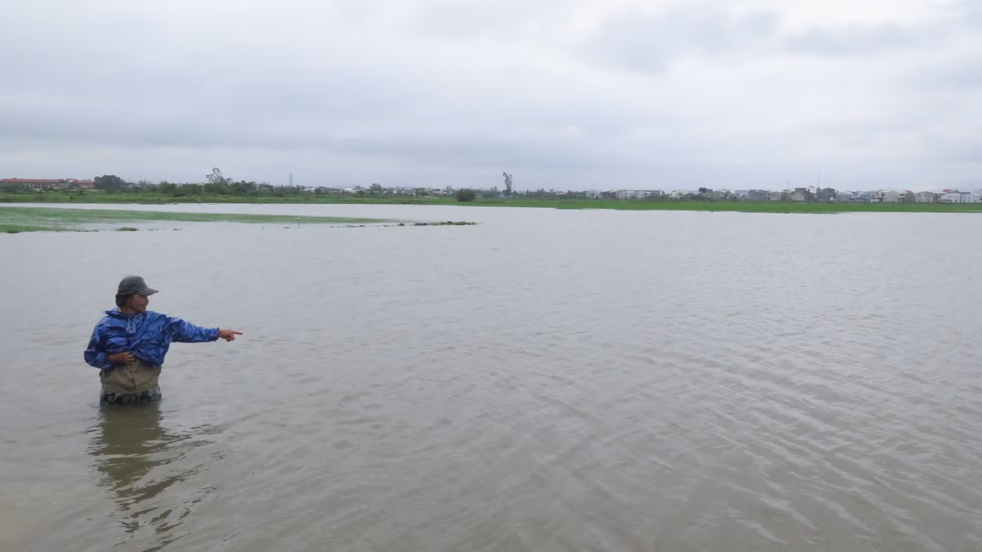Hơn 4.500 ha lúa Đông Xuân của Thừa Thiên – Huế bị ngập úng do mưa lớn ảnh 1 Hơn 4.500 ha lúa Đông Xuân của Thừa Thiên – Huế bị ngập úng do mưa lớn ảnh 1