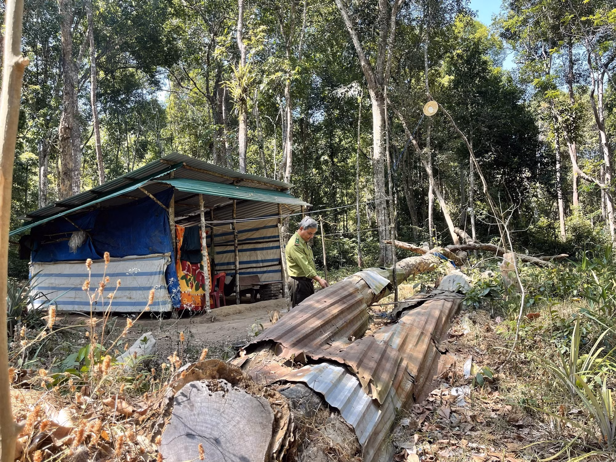 Kon Tum nhiều cây trắc chết khô, không thể khai thác ảnh 3
