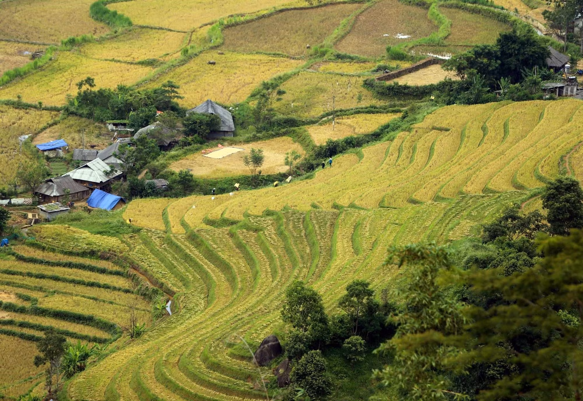 Mùa vàng trên những thửa ruộng bậc thang ở Lai Châu ảnh 3