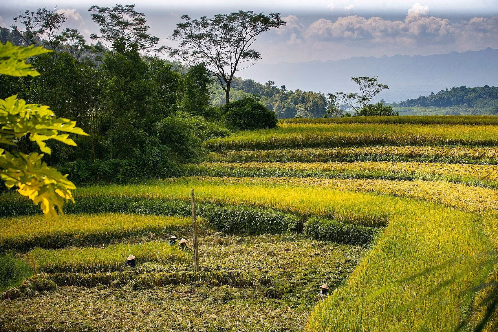 Ruộng bậc thang Miền Đồi - ẩn số chưa khai phá của du lịch Hòa Bình ảnh 3