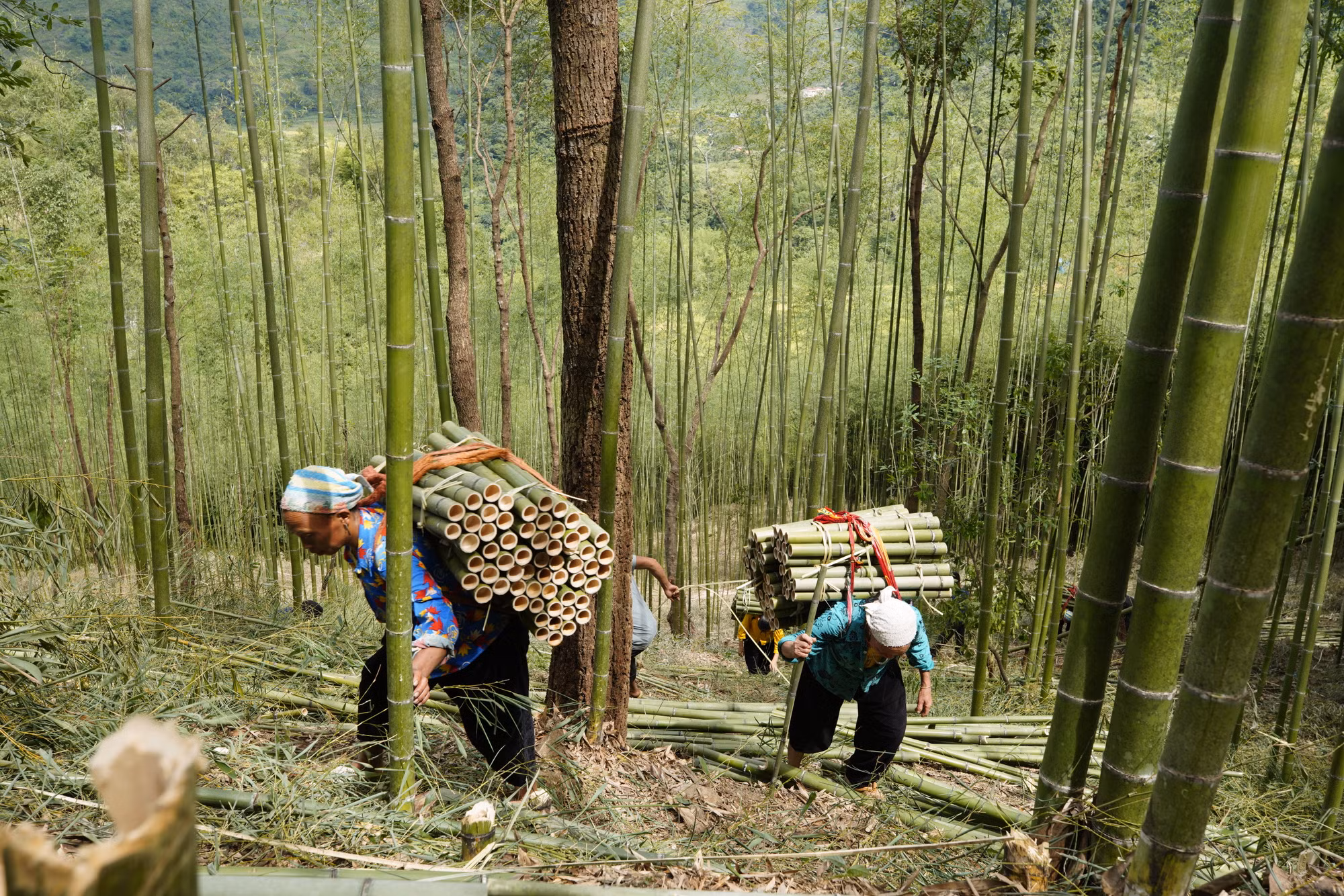 Ấm no nhờ cây trúc sào ảnh 1