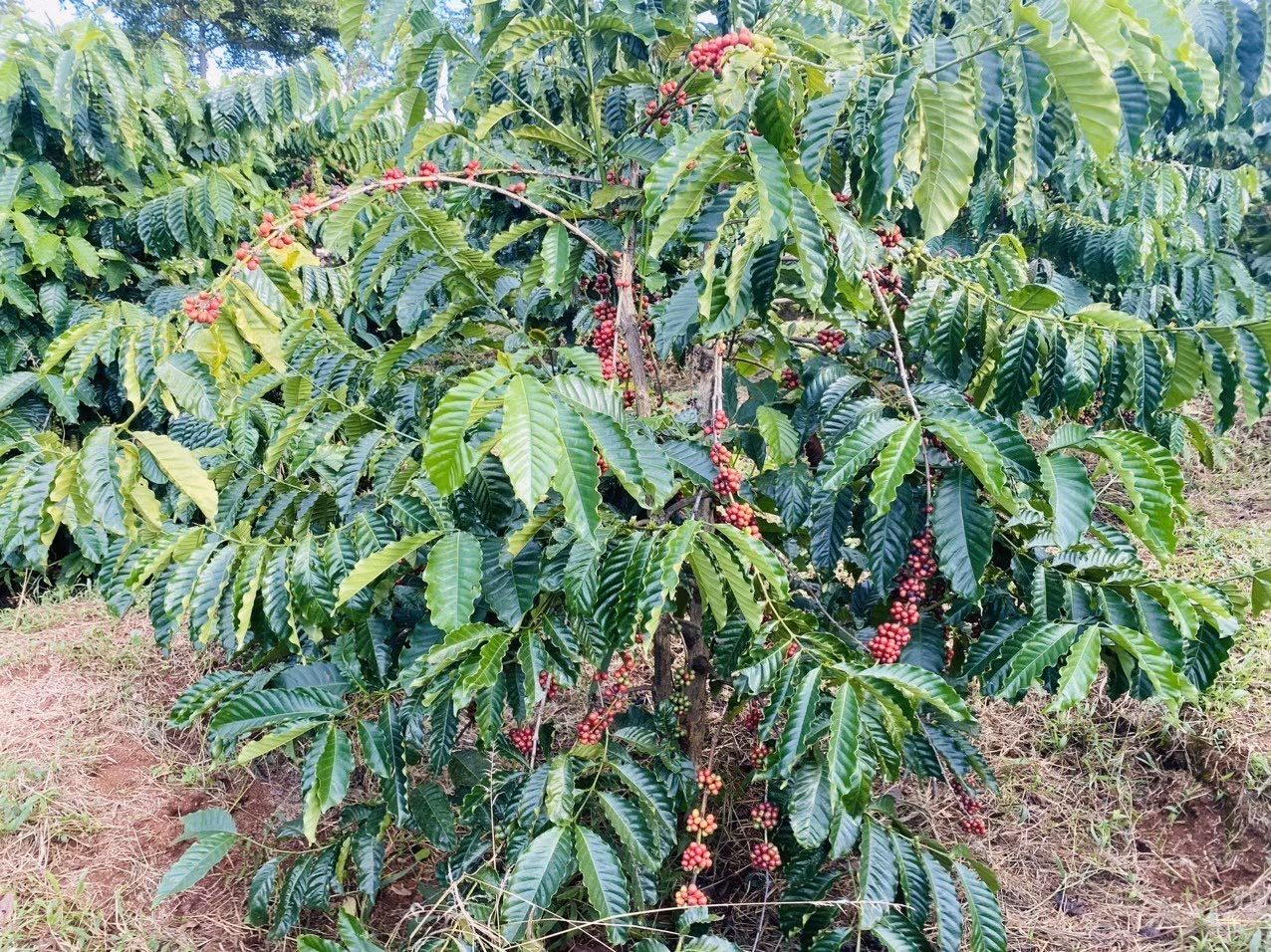 Gia Lai: thu hái quả chín giúp tăng sản lượng cà phê trên 10% ảnh 1