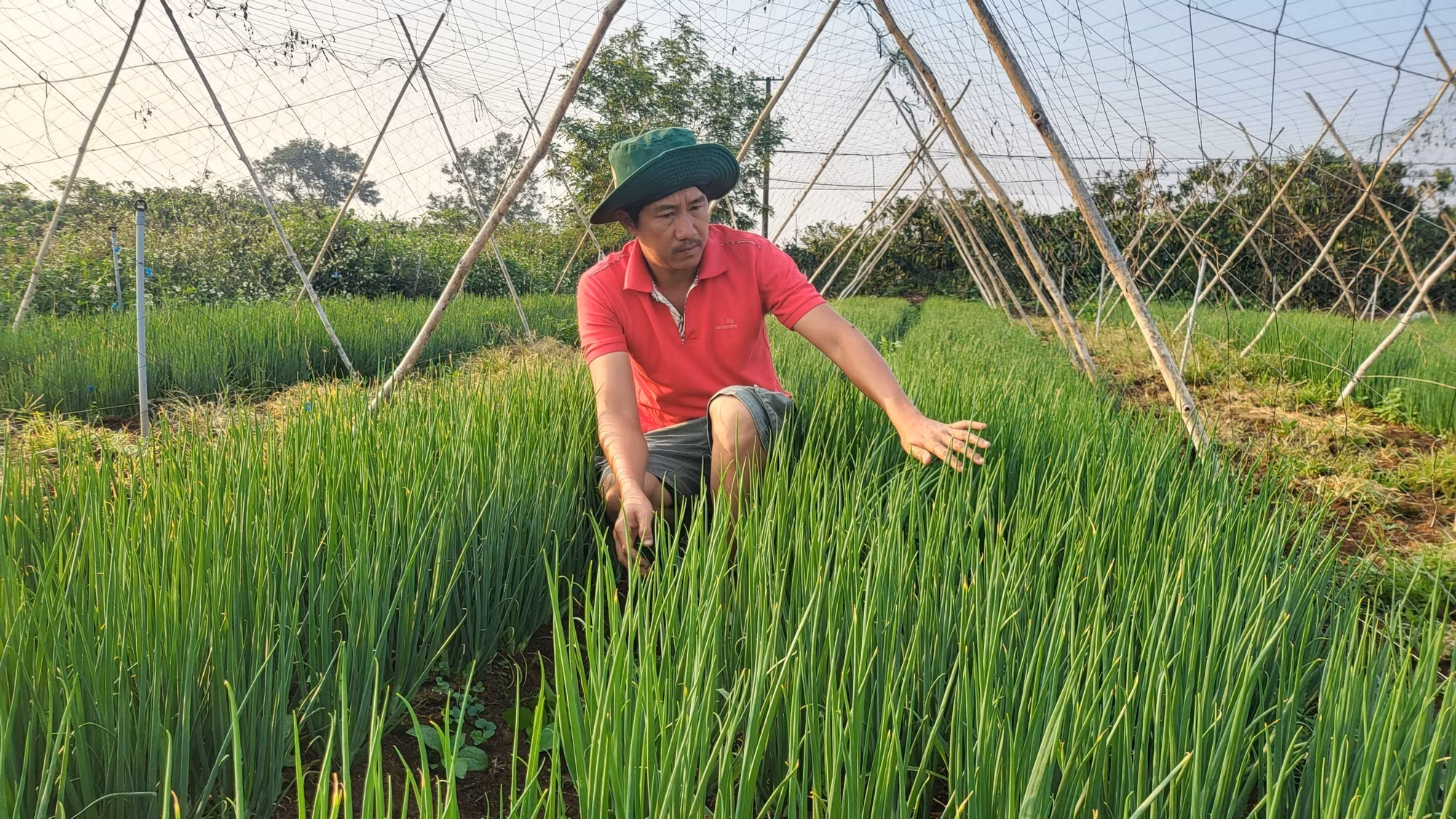 Gia Lai: Các mô hình kinh tế tập thể, hợp tác xã nhạy bén với thị trường ảnh 4