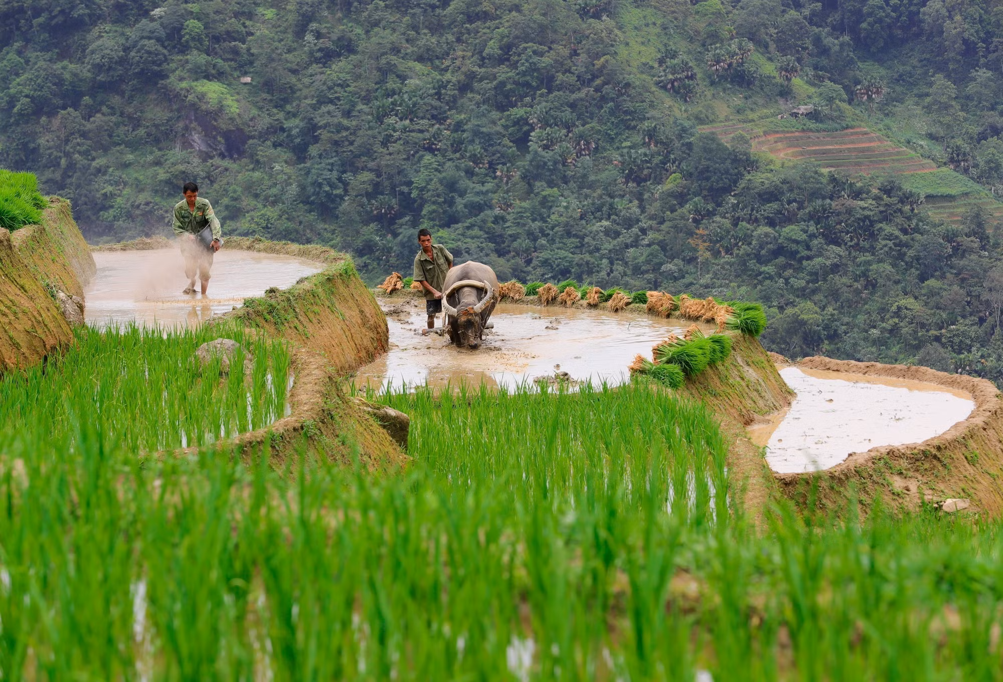 Hà Giang mùa nước đổ muộn ảnh 7