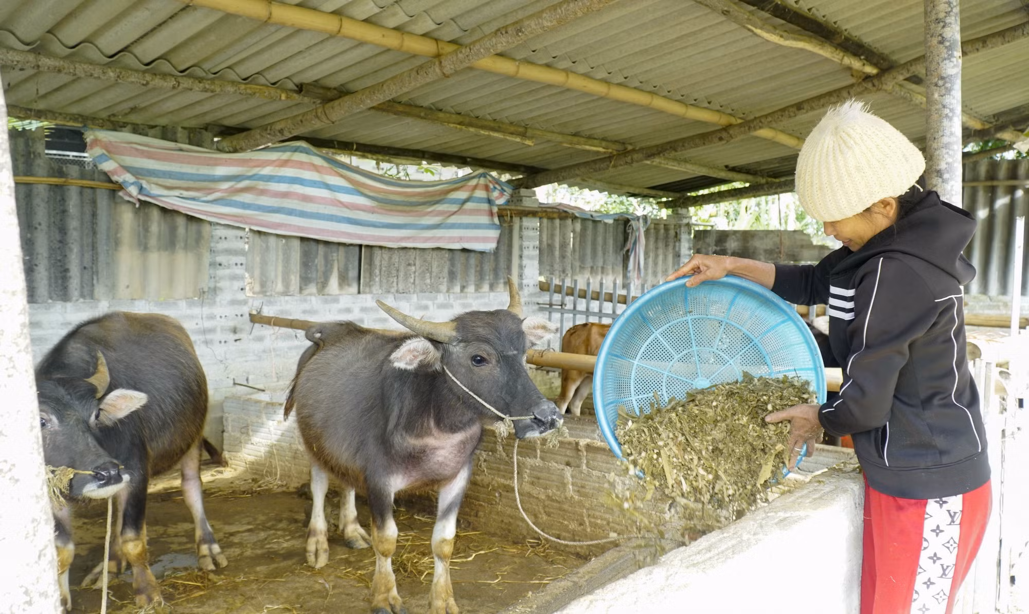 Một số biện pháp bảo quản và chế biến thức ăn thô xanh ảnh 2